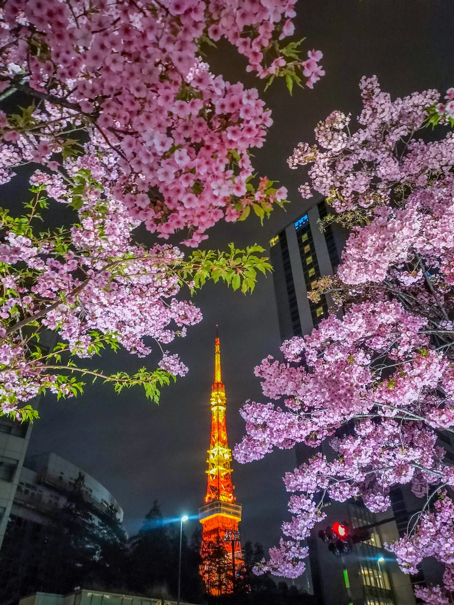 投稿写真：河津桜と東京タワー③