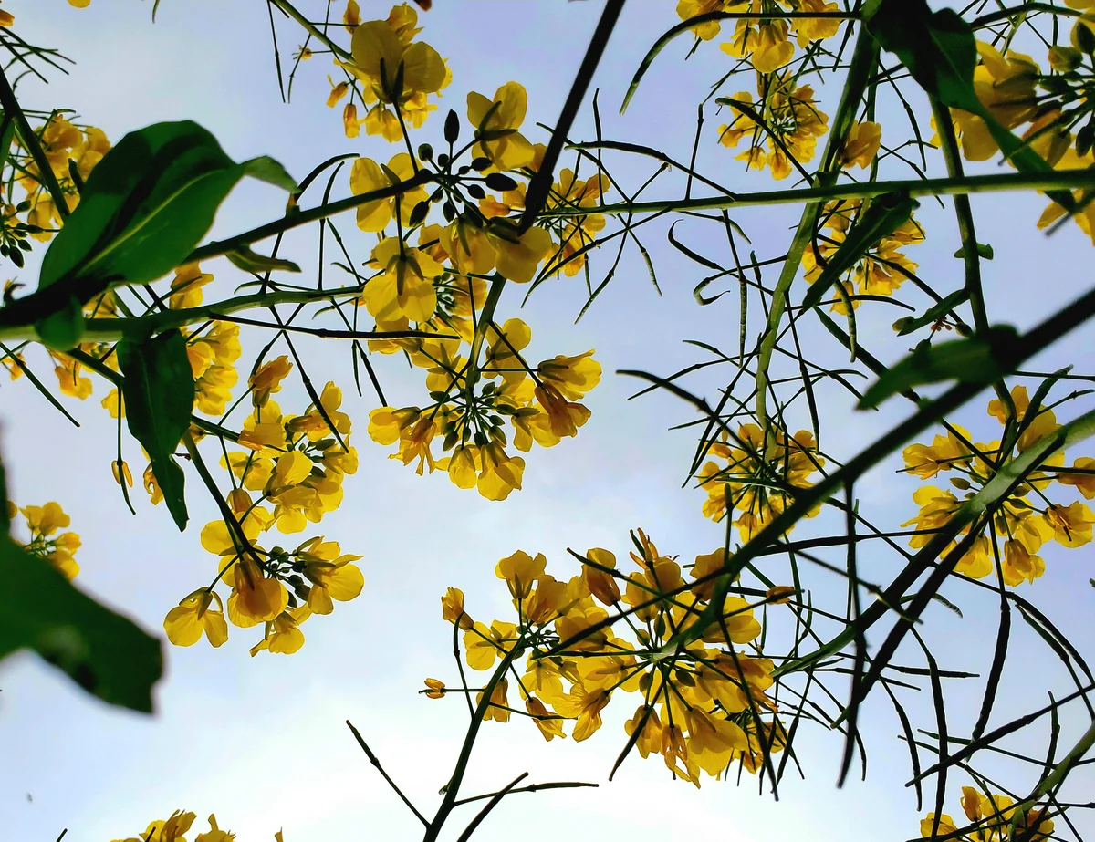 投稿写真：菜の花