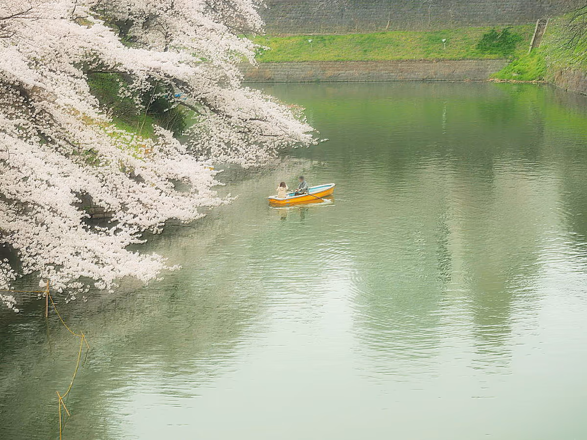 投稿写真：千鳥ヶ渕　春の宴