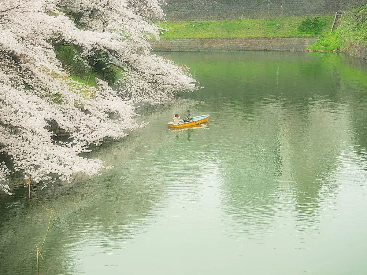 投稿写真：千鳥ヶ渕　春の宴