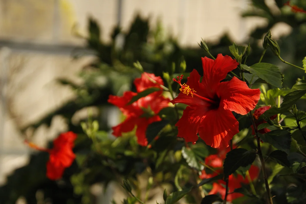 投稿写真：ハイビスカス