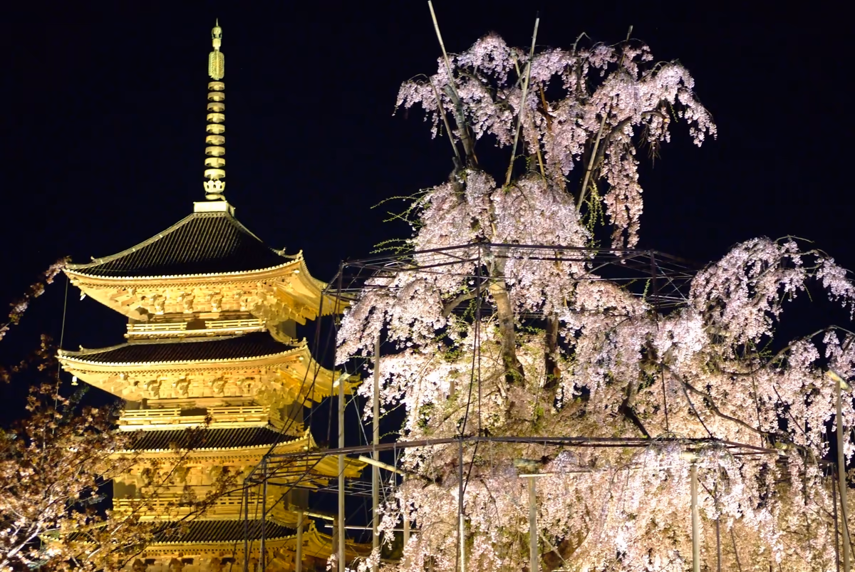 投稿写真：東寺、春宵