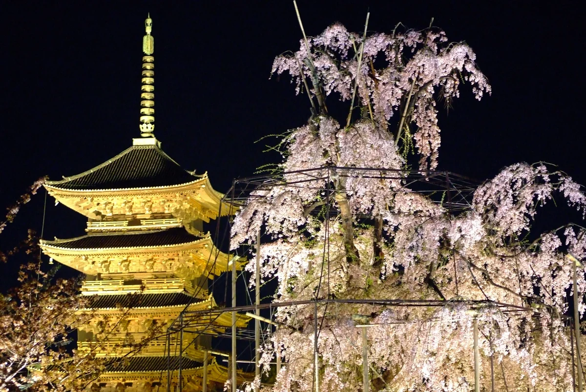 投稿写真：東寺、春宵