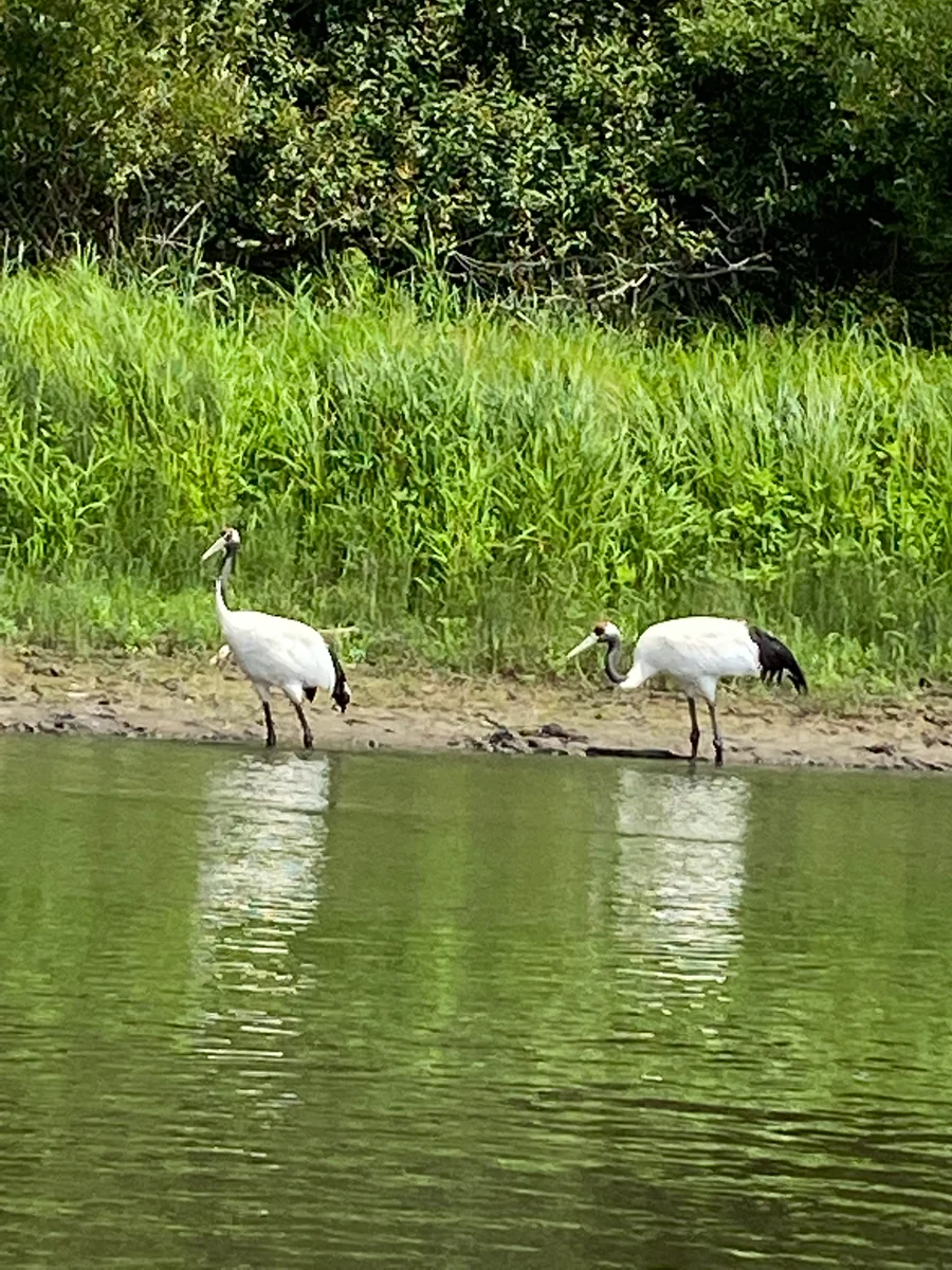 投稿写真：釧路湿原のたんちょう鶴