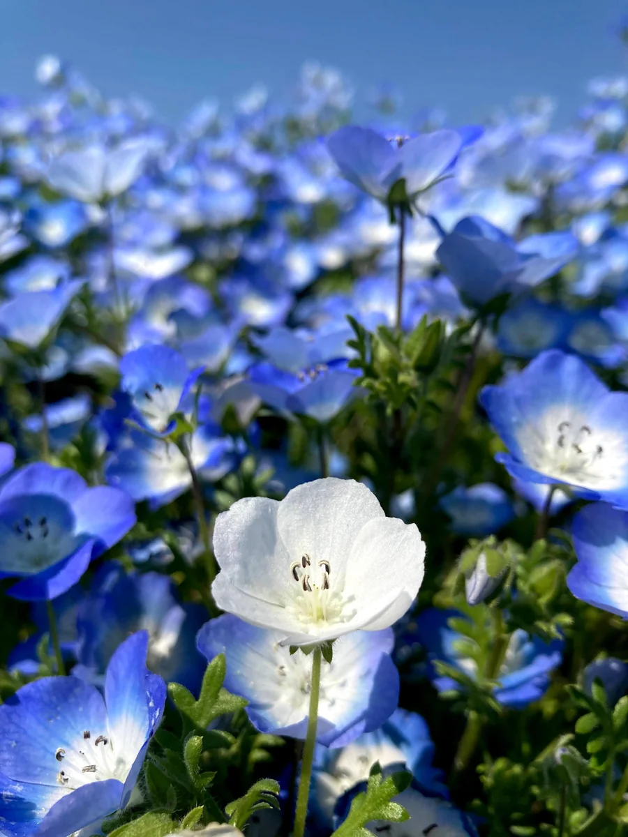 投稿写真：ネモフィラ