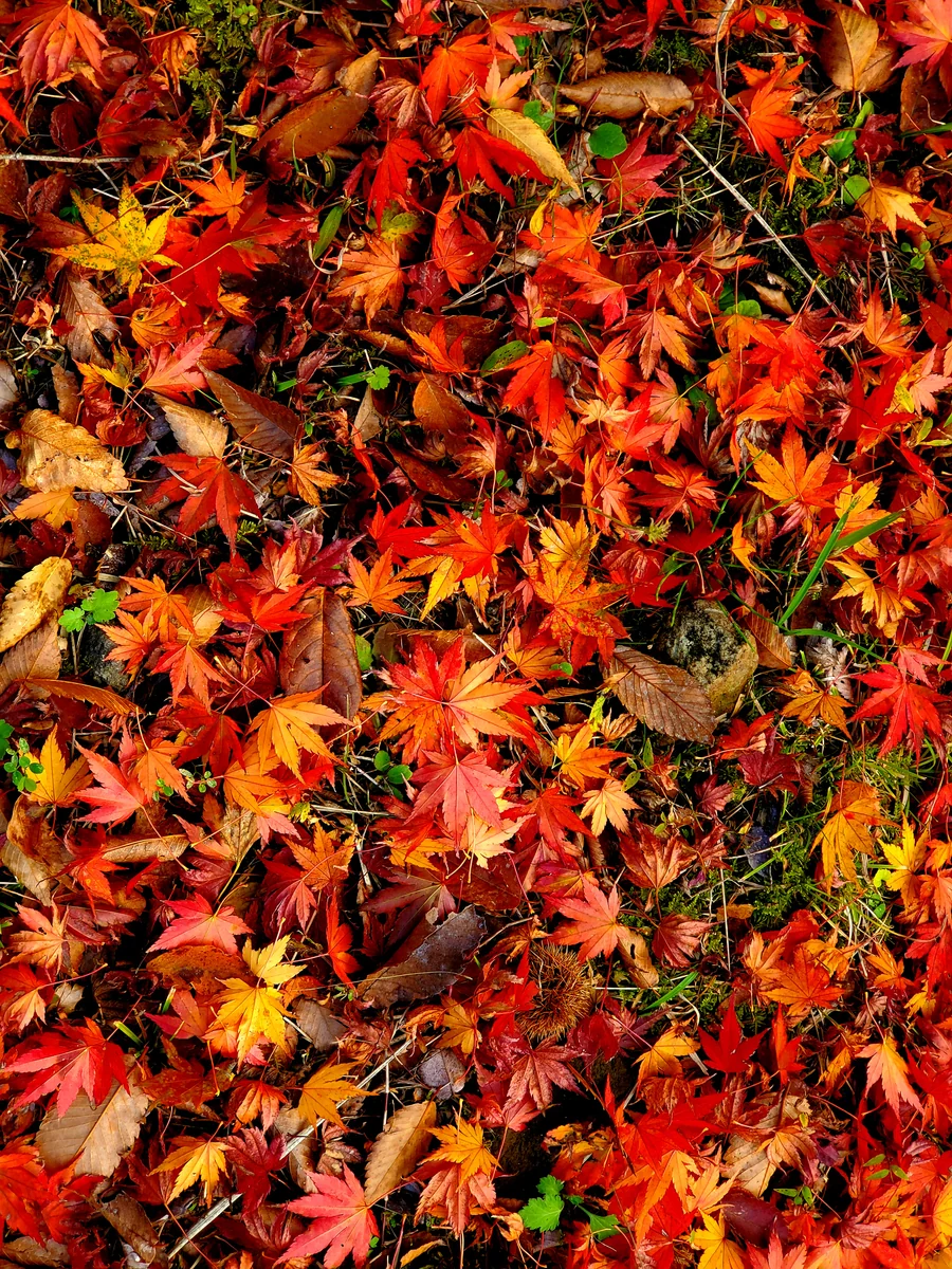 投稿写真：もみじ狩り