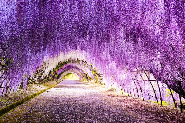 投稿：河内藤園