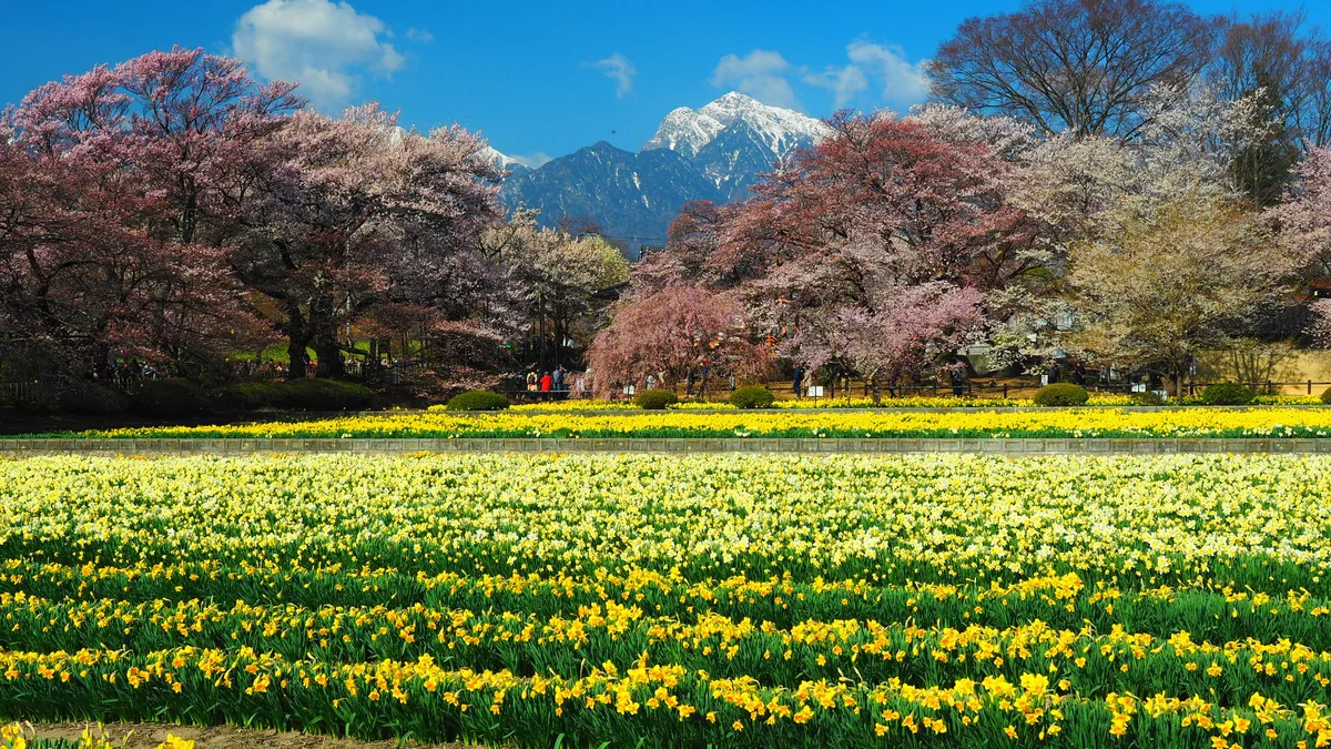 投稿写真：南アルプスの麓にて　春の唄