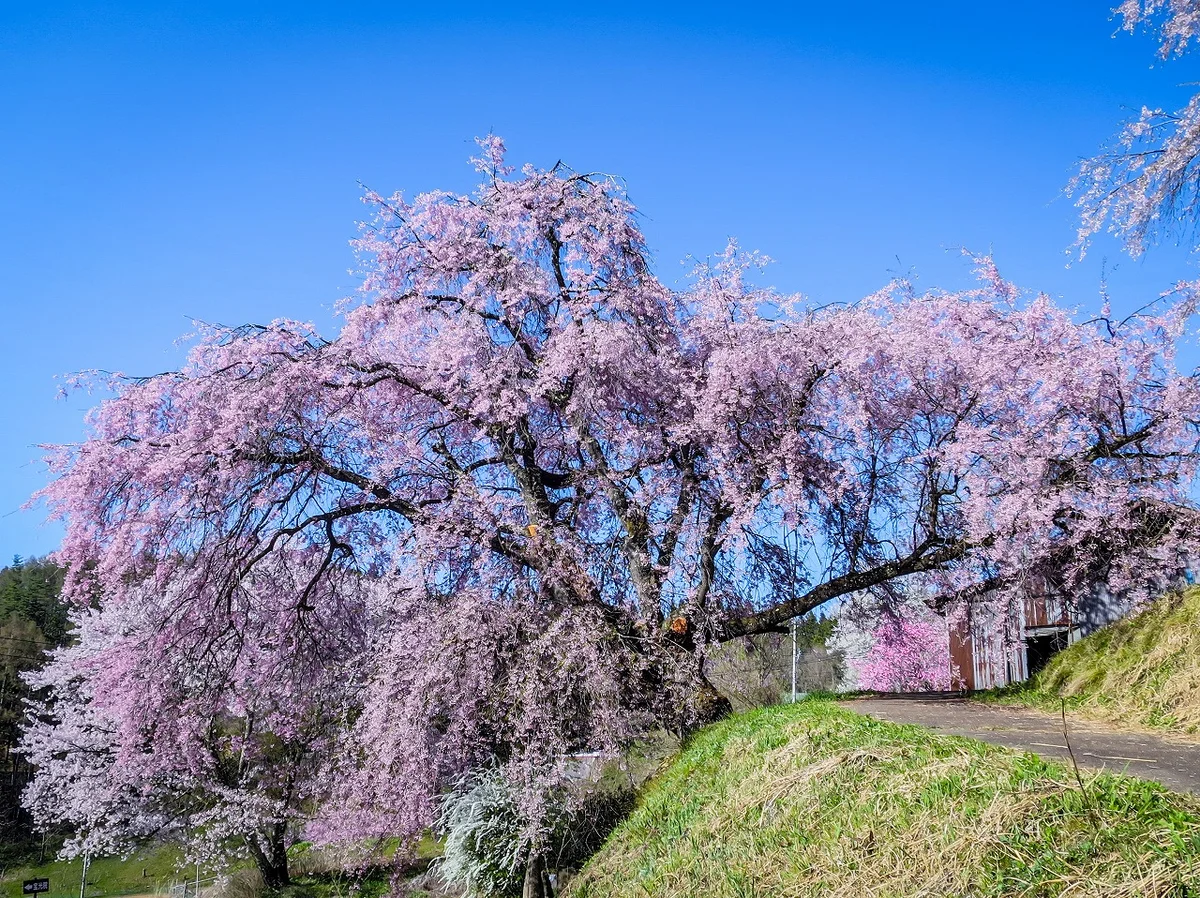 投稿写真：番所の桜