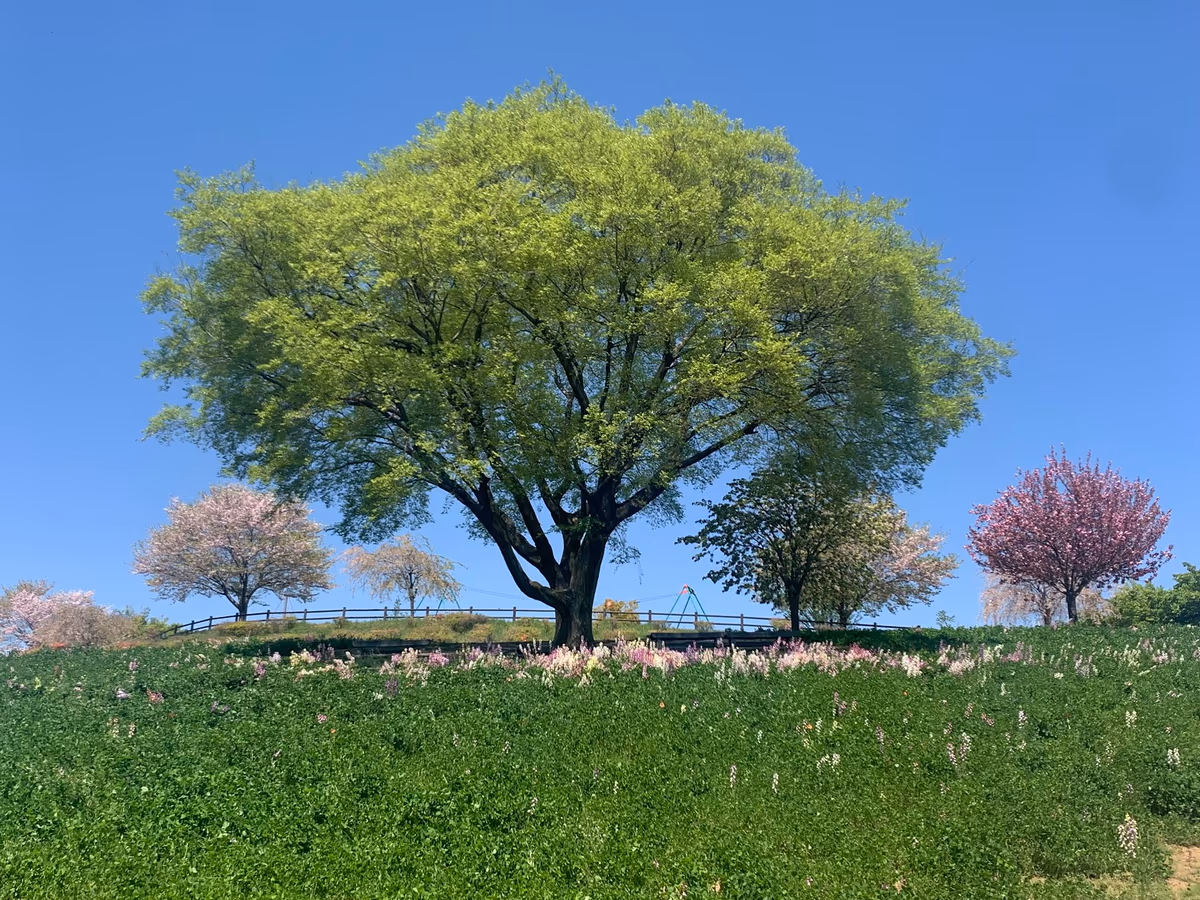 投稿写真：八王子山公園