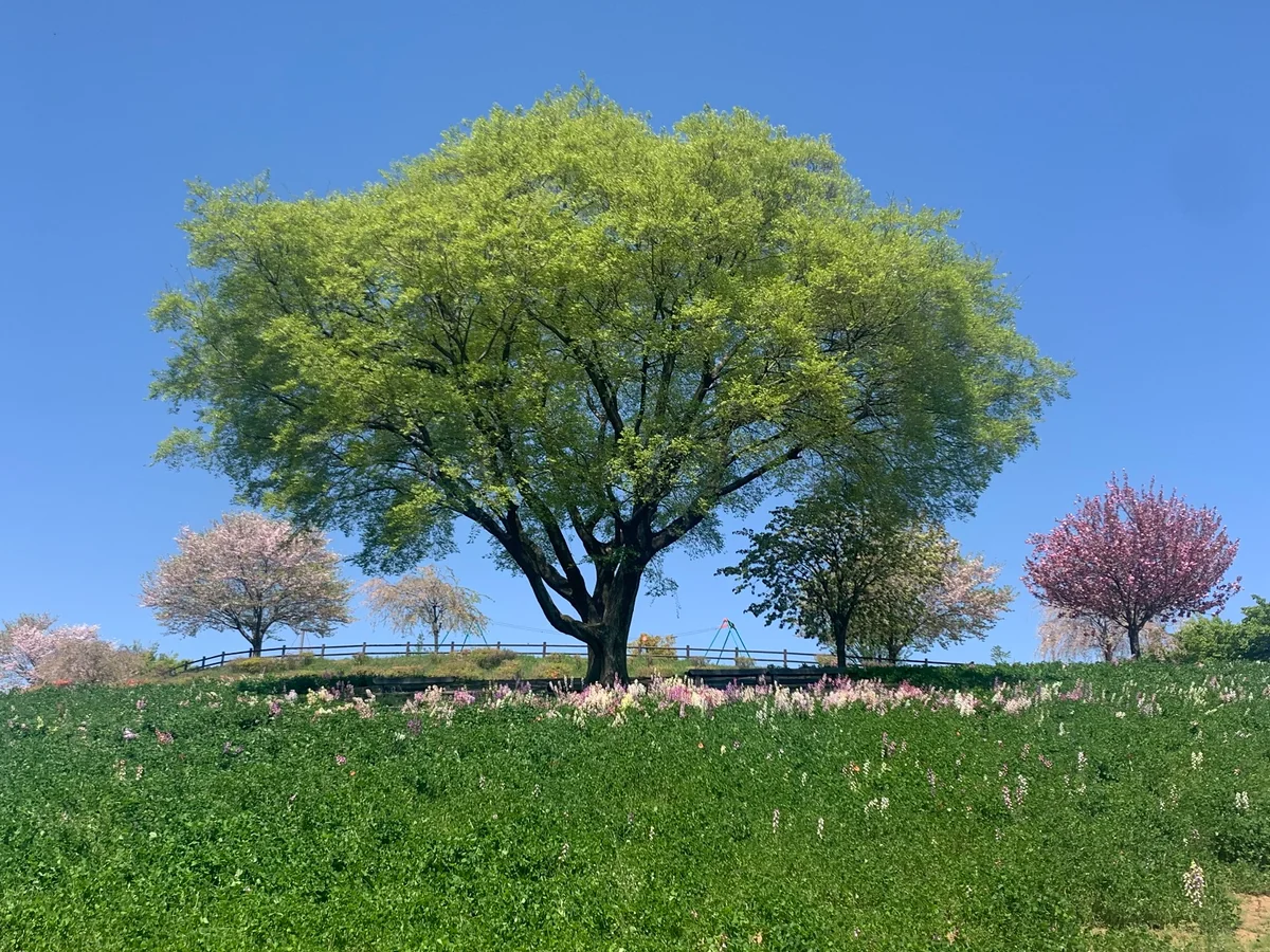 投稿写真：八王子山公園