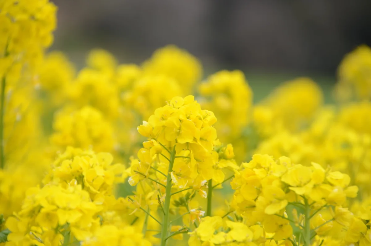 投稿写真：菜の花