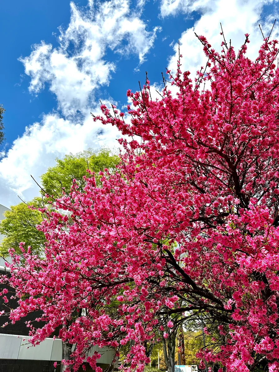 投稿写真：万博公園のキクモモ