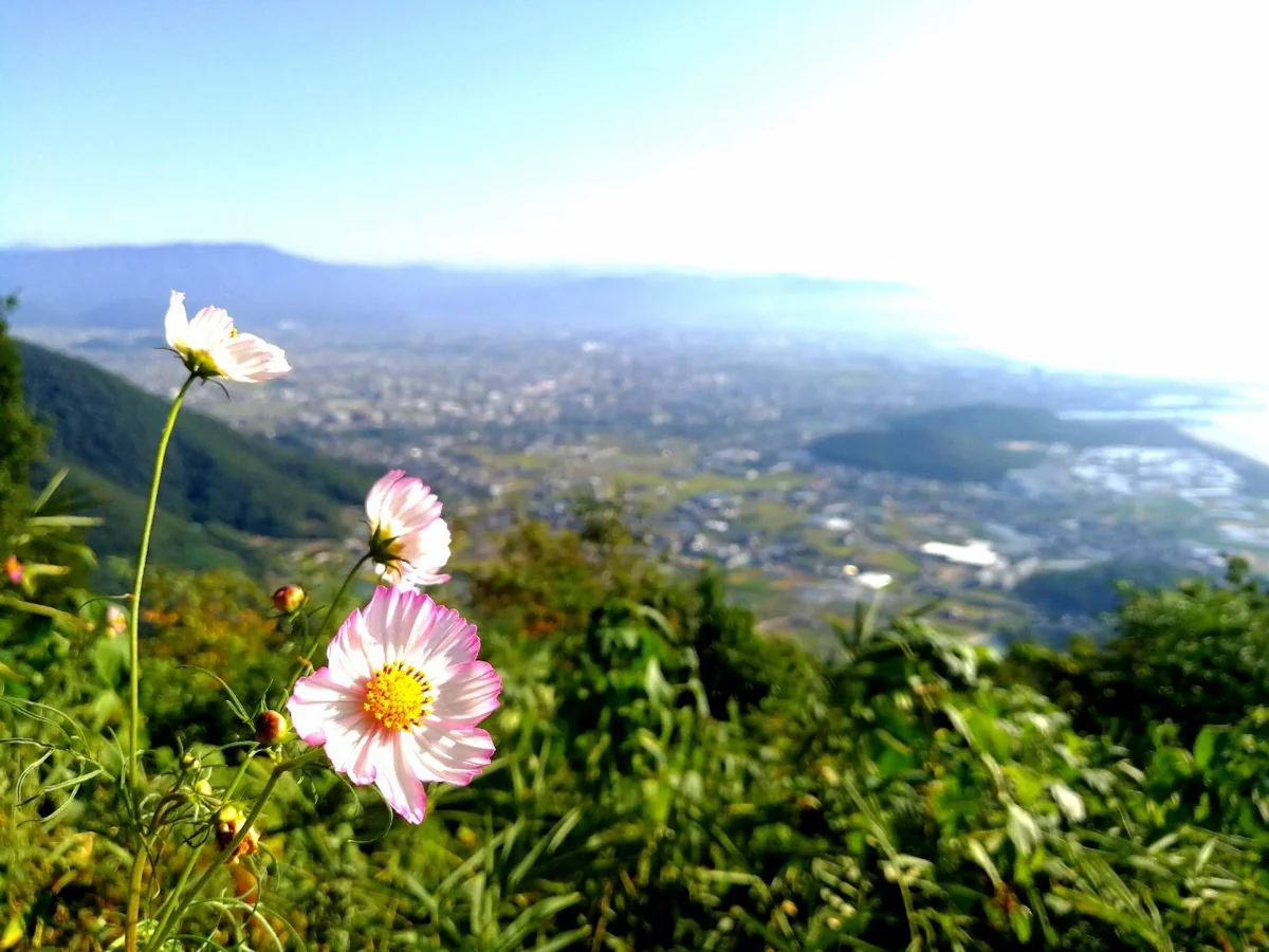 投稿写真：観音寺に咲く花
