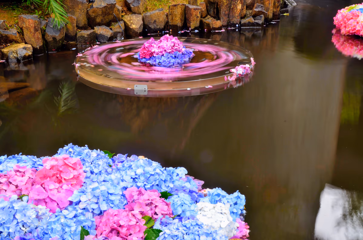 投稿写真：雨引観音　紫陽花の池