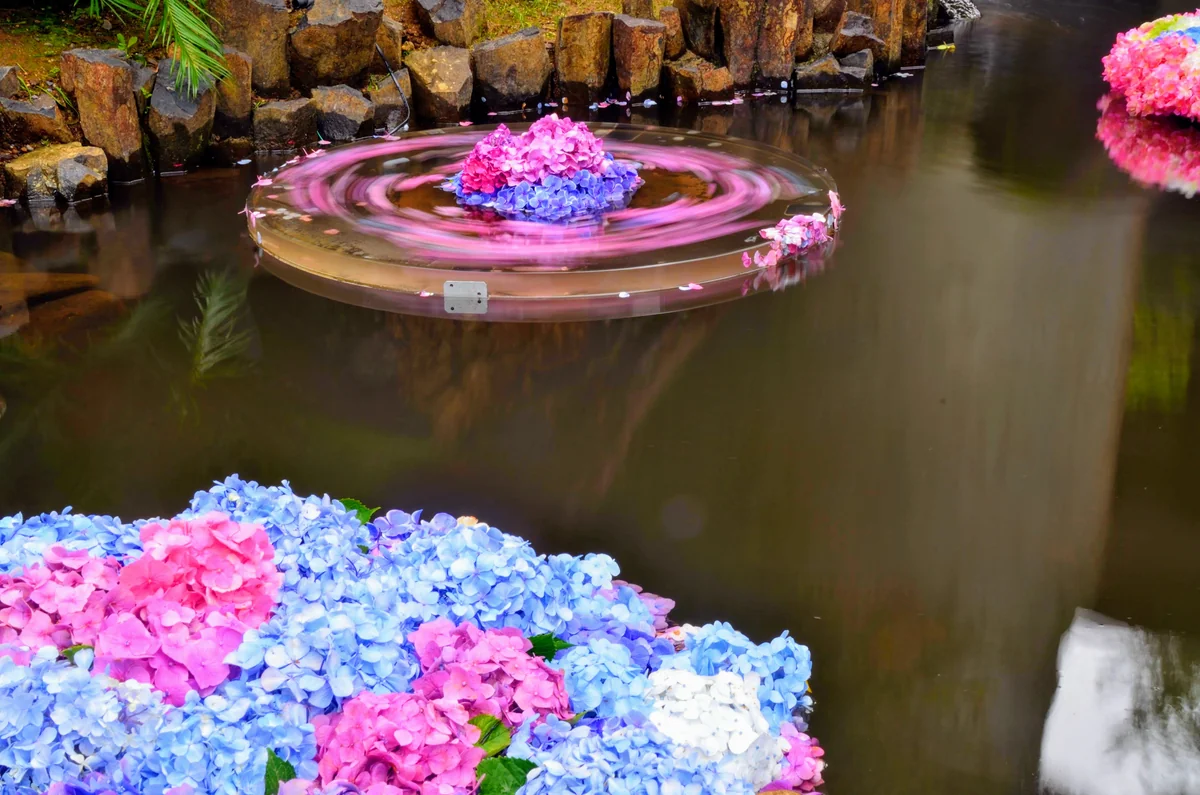 投稿写真：雨引観音　紫陽花の池