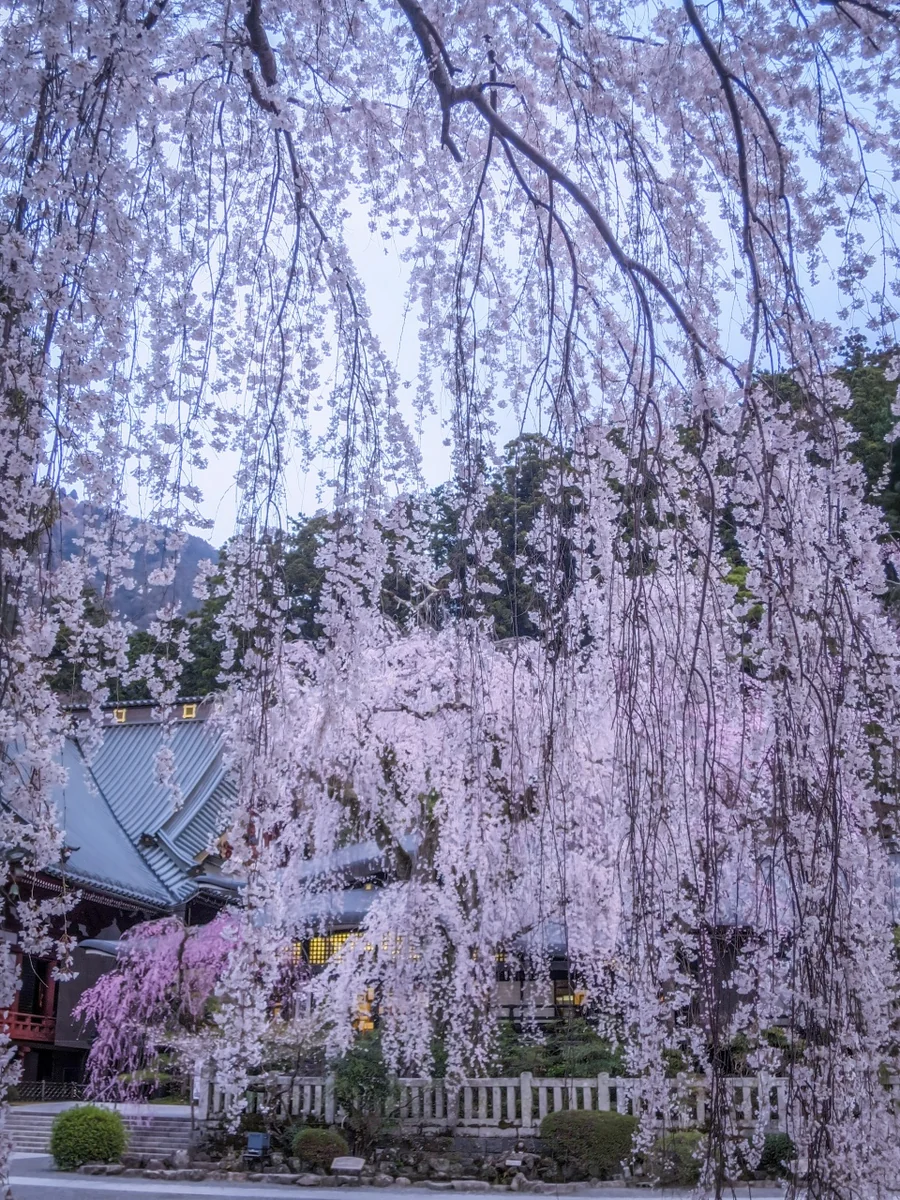 投稿写真：シダレザクラ越しのシダレザクラ