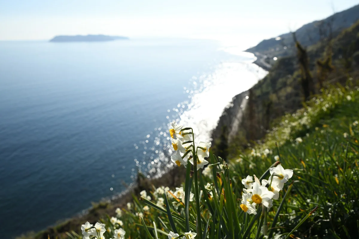投稿写真：水仙郷