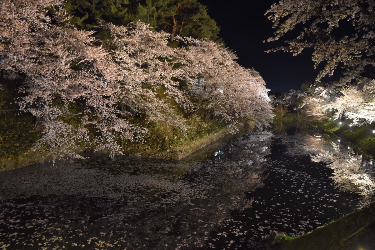 投稿写真：弘前城 夜桜
