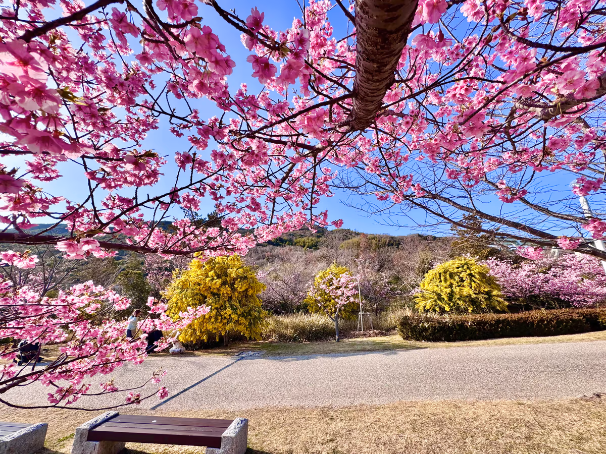 投稿写真：春色🌸河津桜とミモザの競演