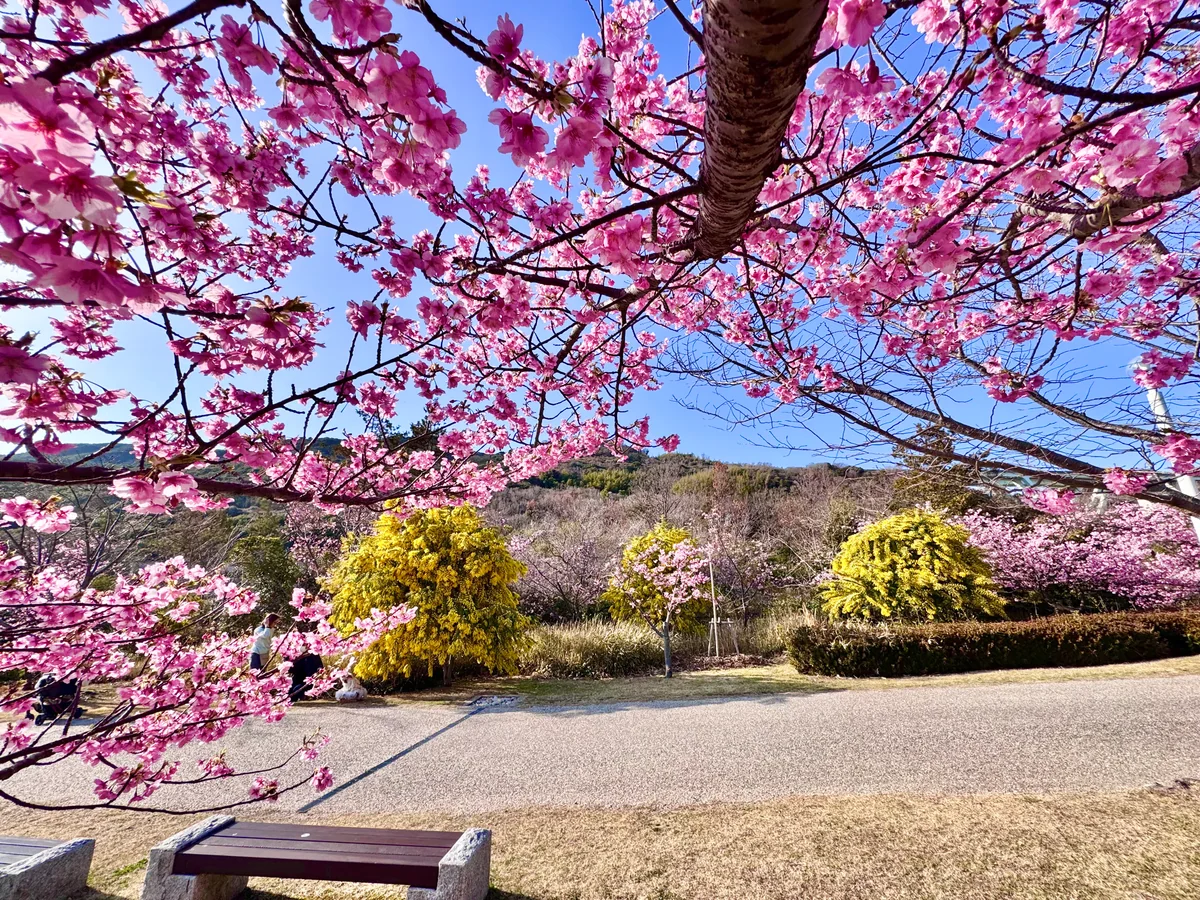 投稿写真：春色🌸河津桜とミモザの競演