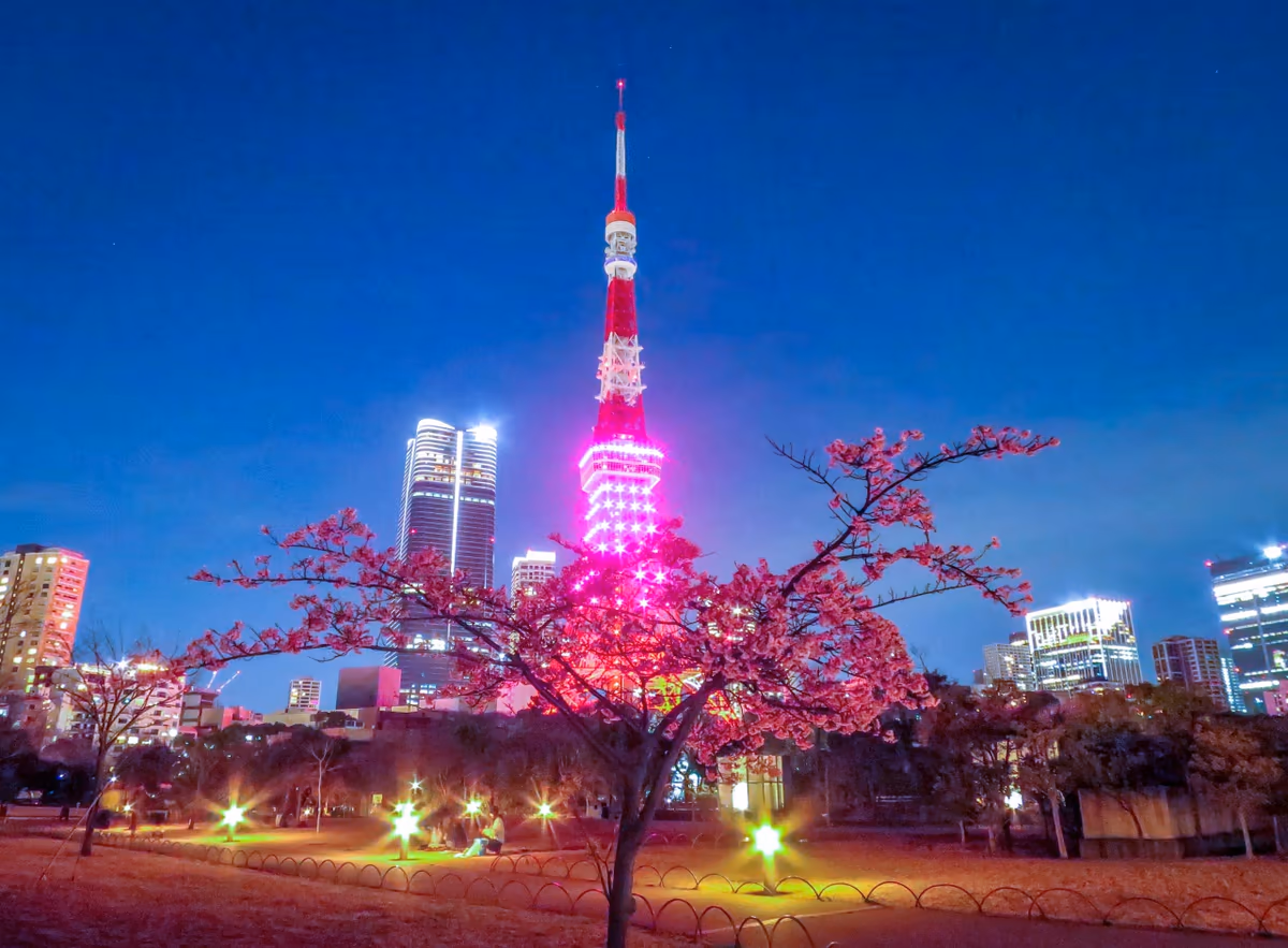 投稿写真：河津桜と東京タワー