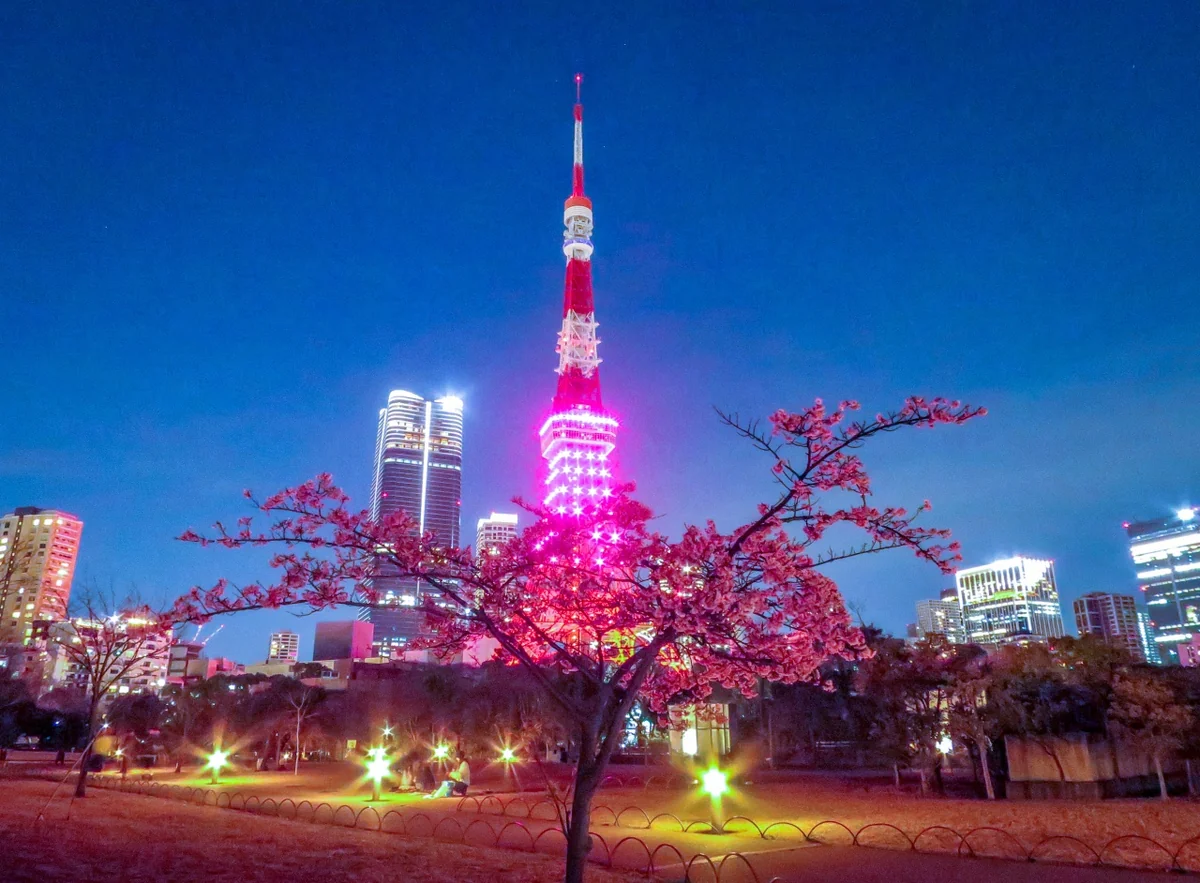 投稿写真：河津桜と東京タワー