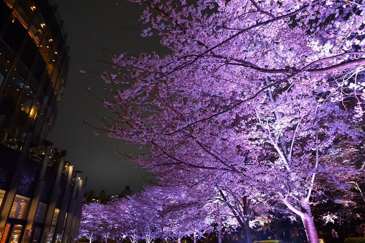 投稿写真：夜桜並木