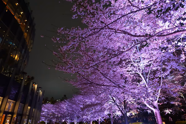 投稿：夜桜並木