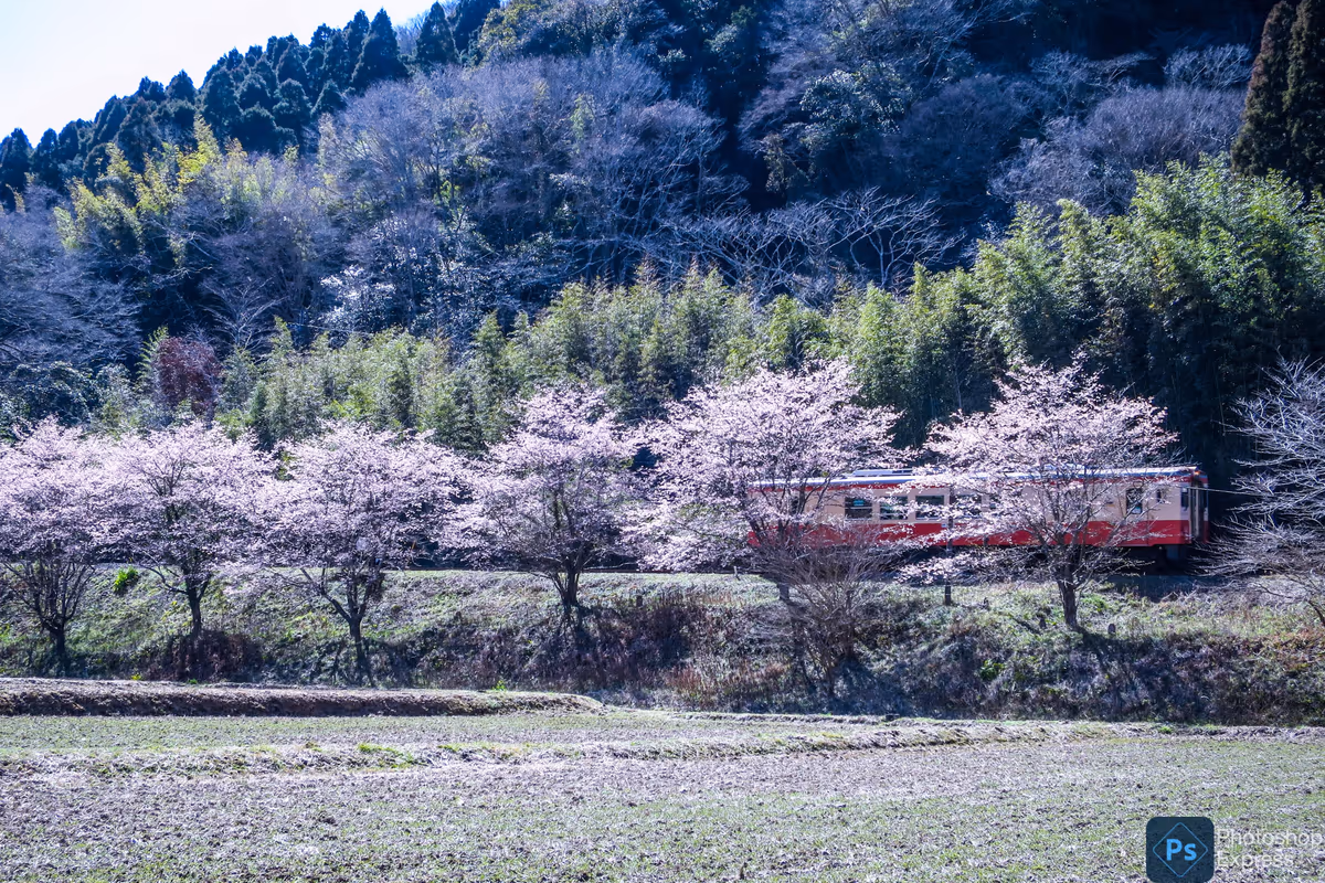 投稿写真：桜並木を進むキハ52