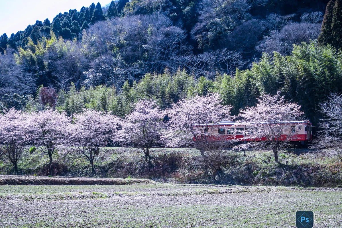 投稿写真：桜並木を進むキハ52