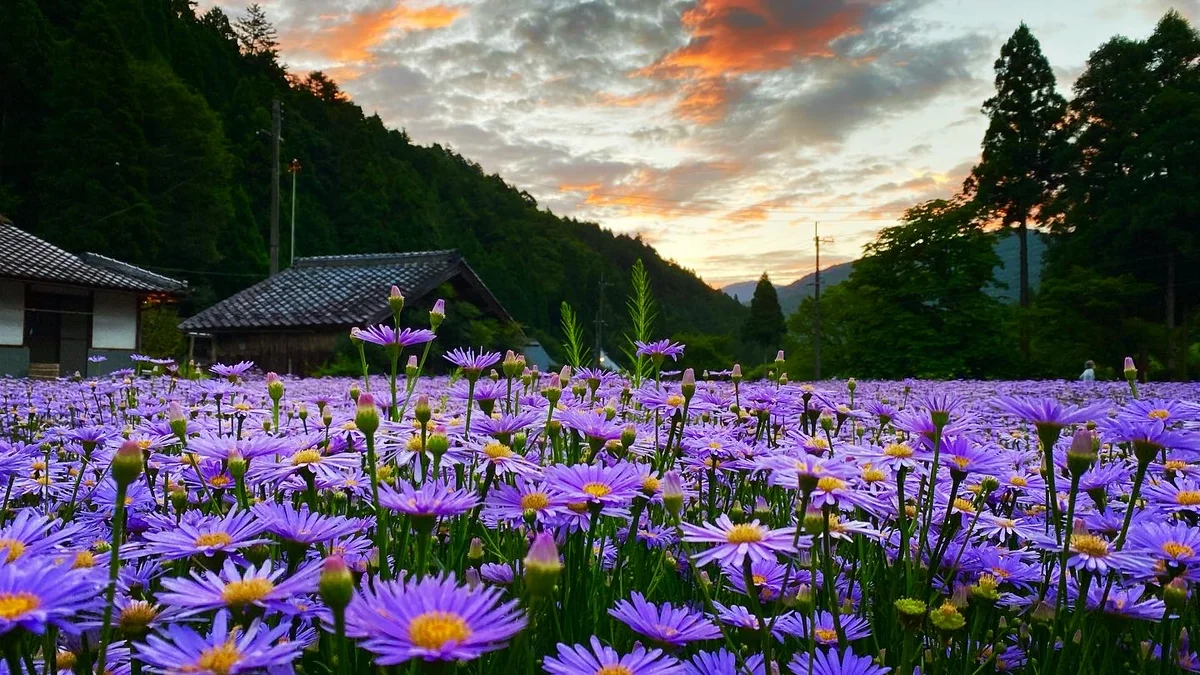 投稿写真：まるで薄紫色の絨毯⁉️京都の秘境 久多地区にだけ咲く北山友禅菊