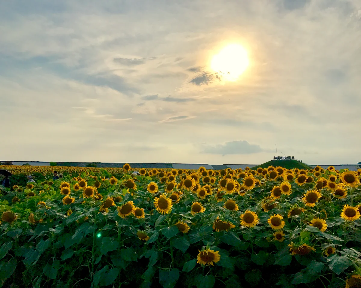 投稿写真：海辺のひまわり