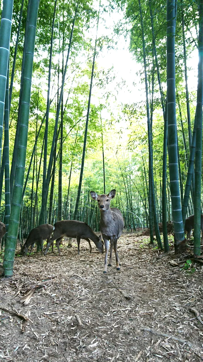 投稿写真：竹林と鹿