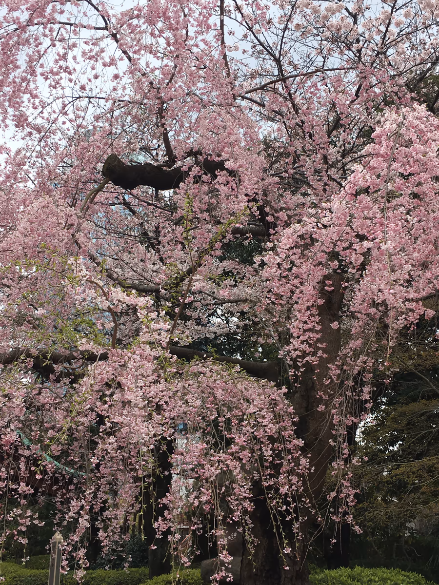 投稿写真：増上寺 しだれ桜