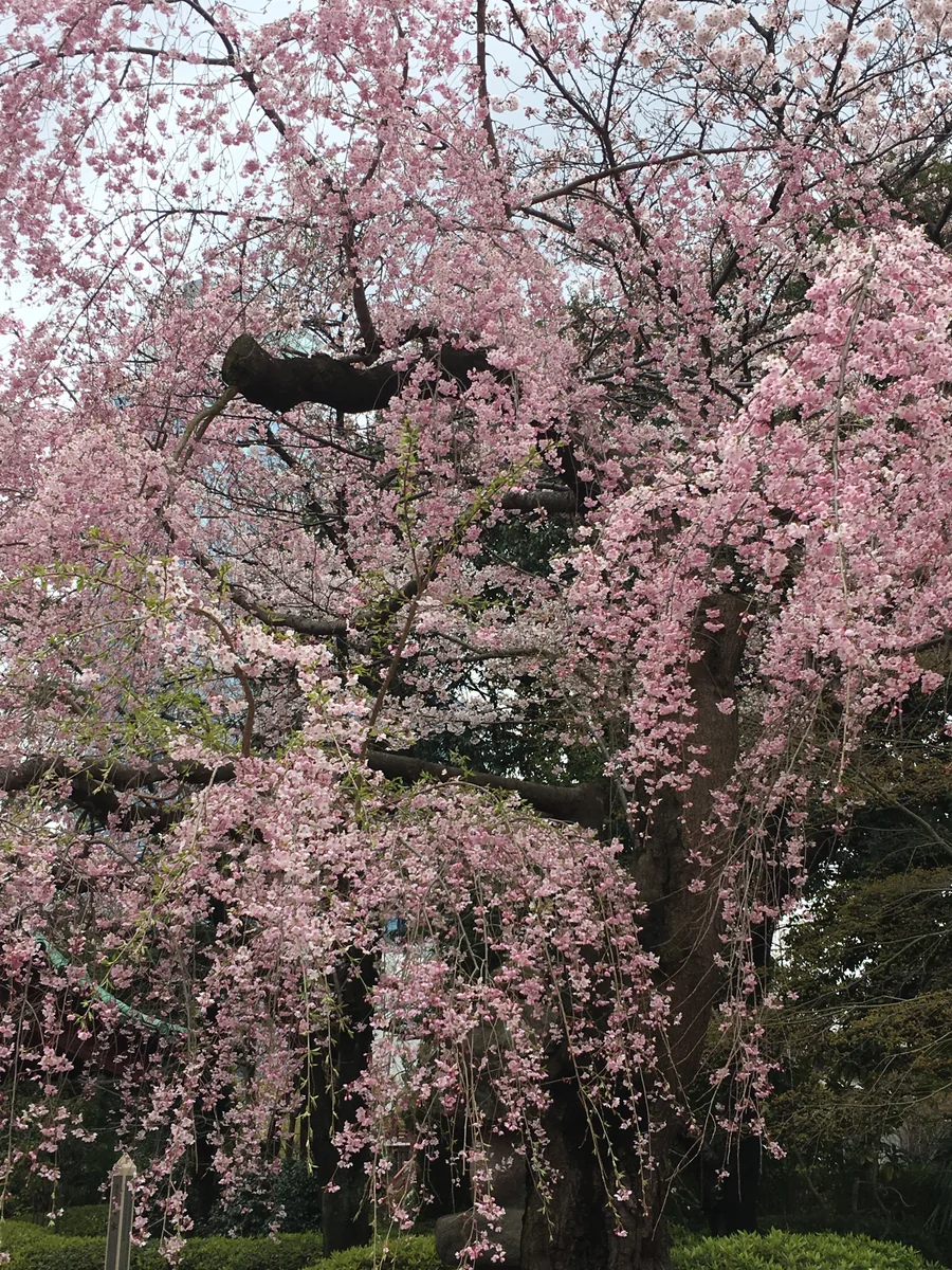 投稿写真：増上寺 しだれ桜
