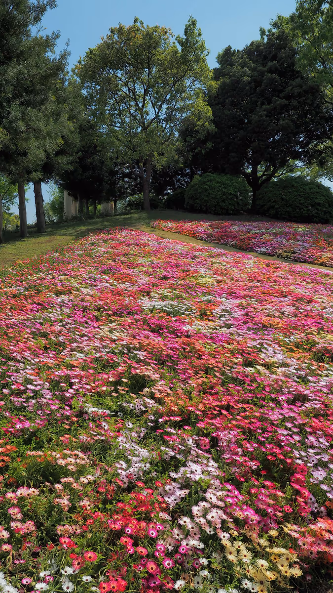 投稿写真：陽だまりのお花畑