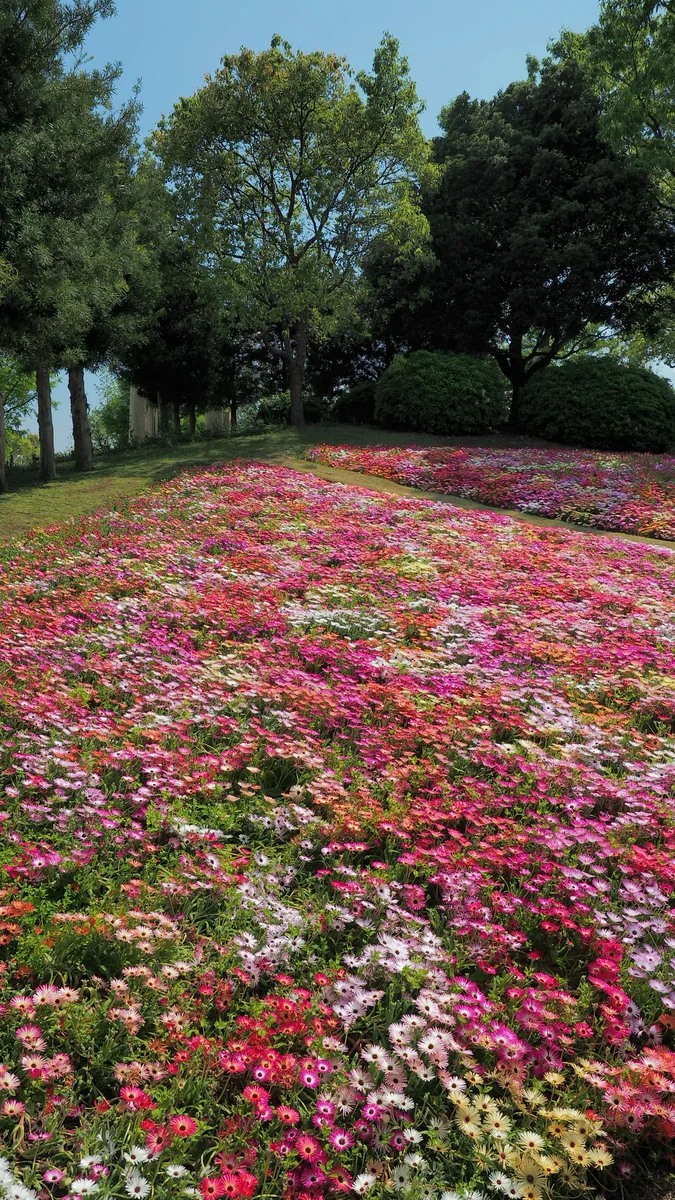 投稿写真：陽だまりのお花畑