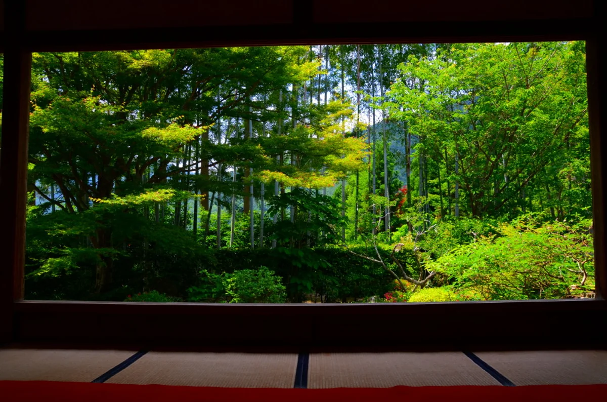 投稿写真：６月の庭