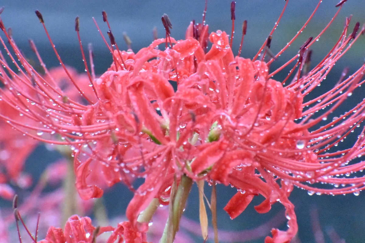 投稿写真：彼岸花