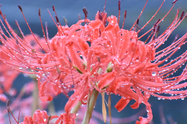 投稿：彼岸花