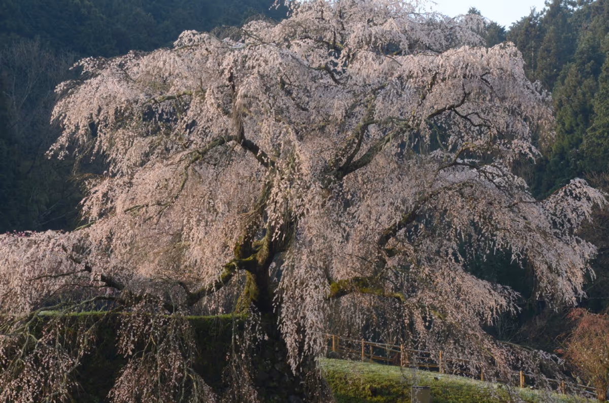 投稿写真：又兵衛桜乱舞