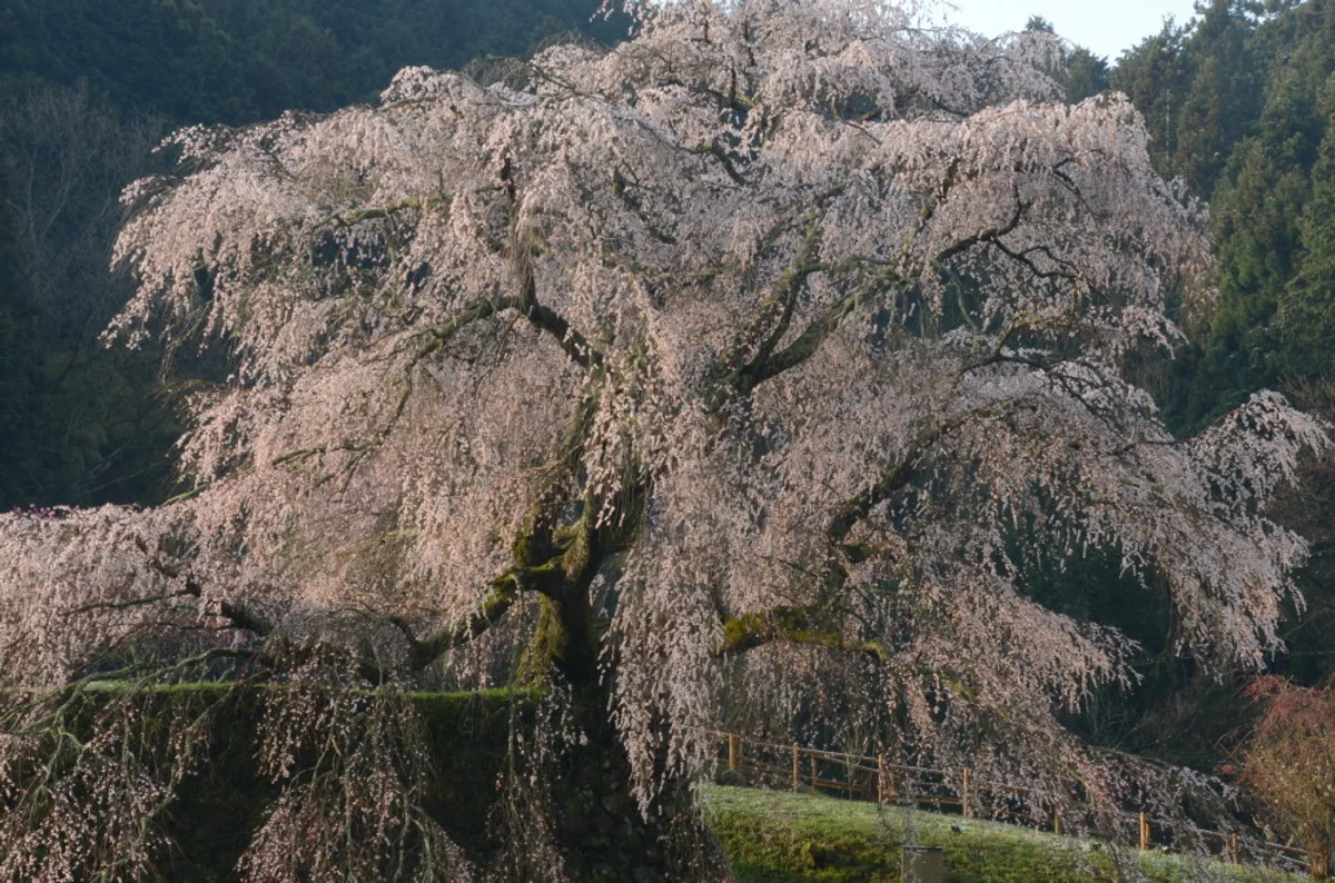 投稿写真：又兵衛桜乱舞