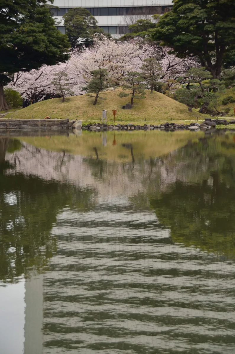 投稿写真：東京芝離宮庭園　桜