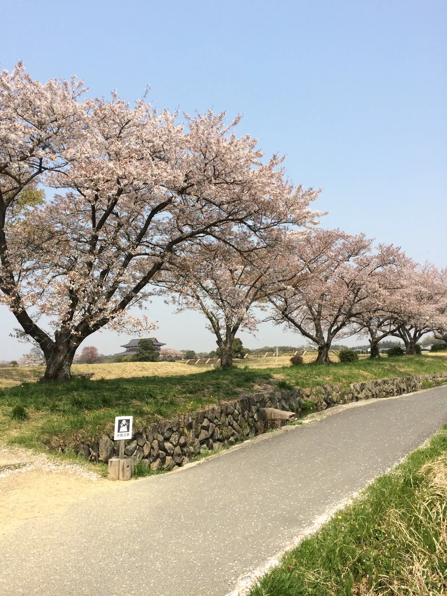 投稿写真：春の平城宮跡~桜~