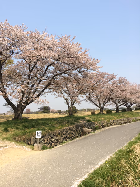 投稿：春の平城宮跡~桜~