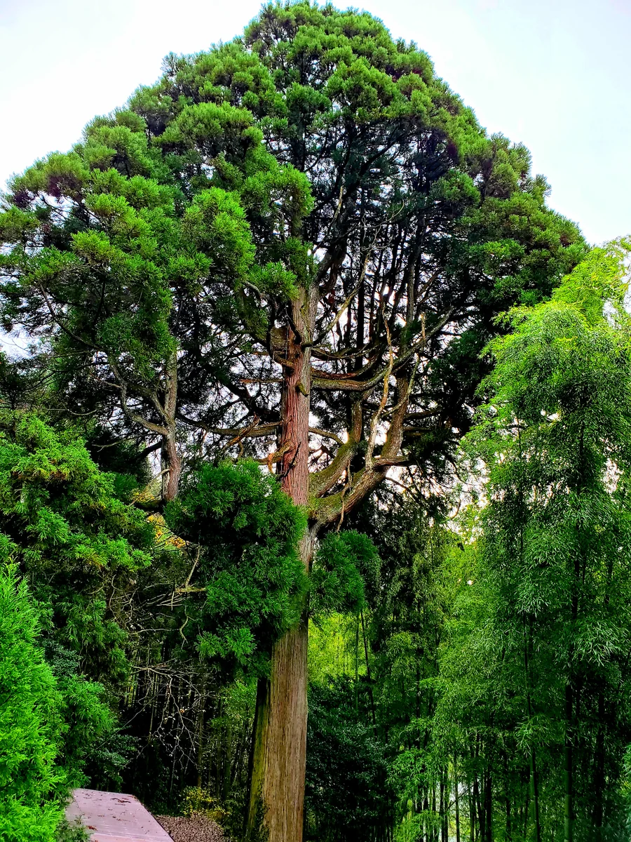 投稿写真：太郎杉