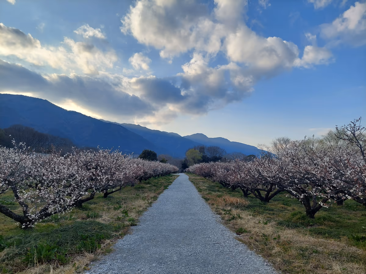 投稿写真：梅の小路