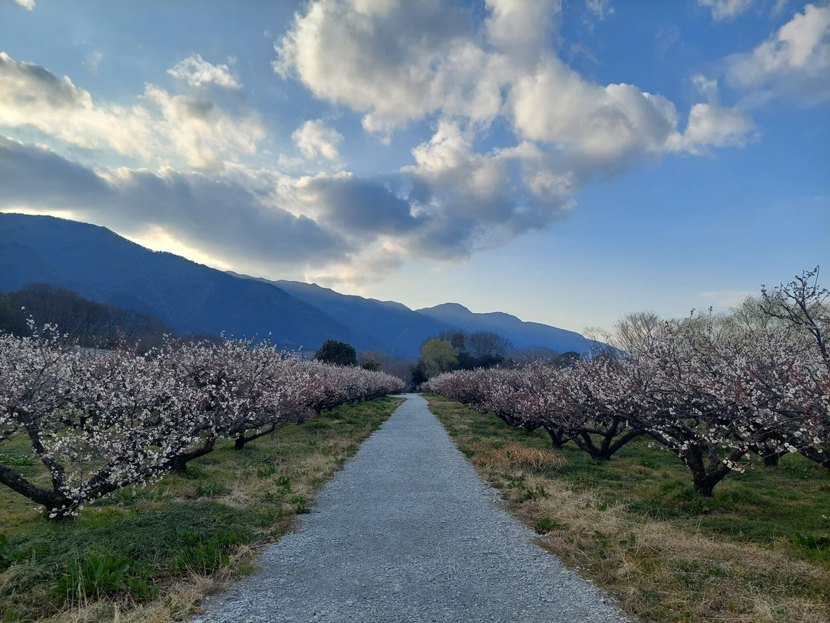 投稿写真：梅の小路