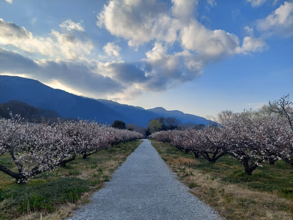 投稿：梅の小路